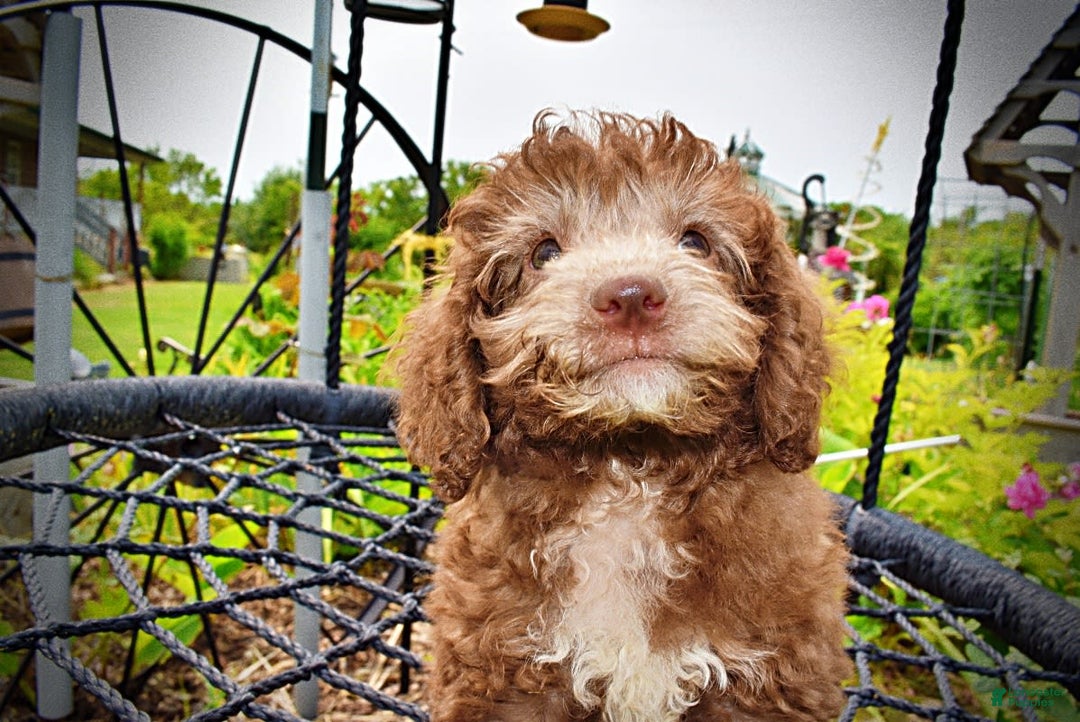 Havapoo dogs for sale: Toto - Image 15