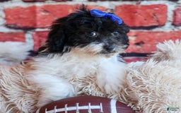 Bichpoo dogs for sale: Barney - Image 14