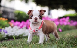 Boston Terrier dogs for sale: Sherry - Image 3