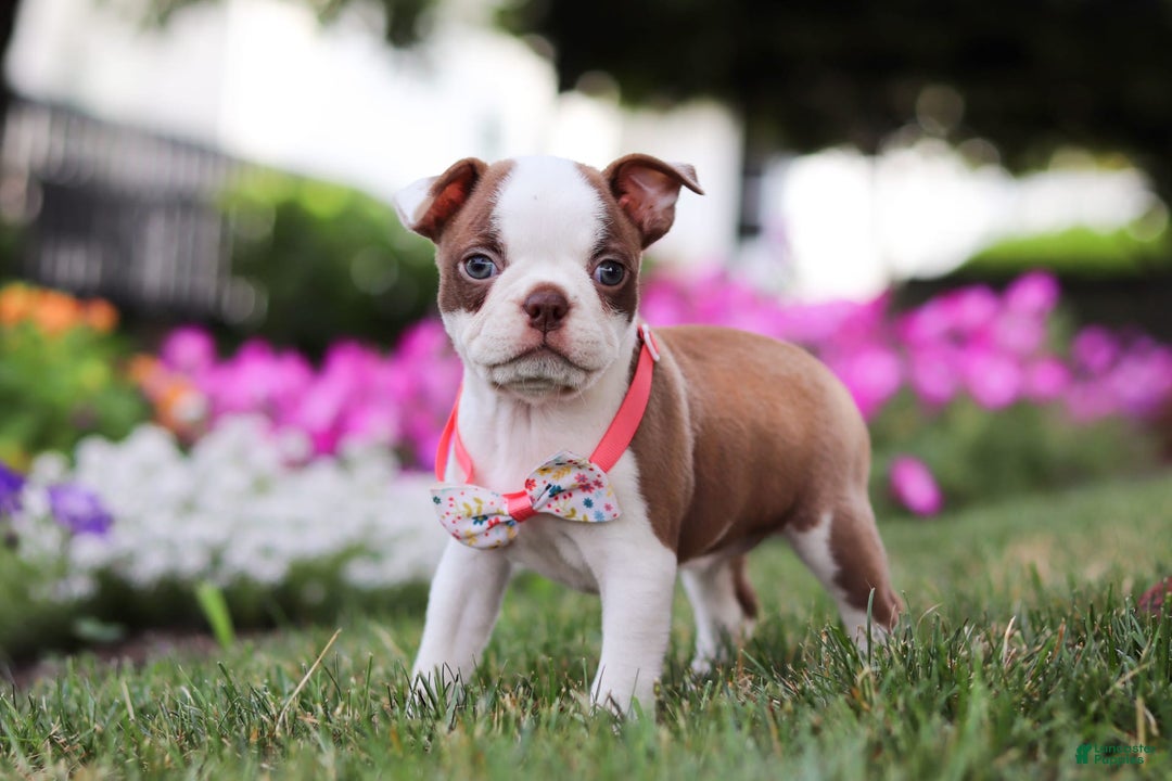 Boston Terrier dogs for sale: Sherry - Image 3