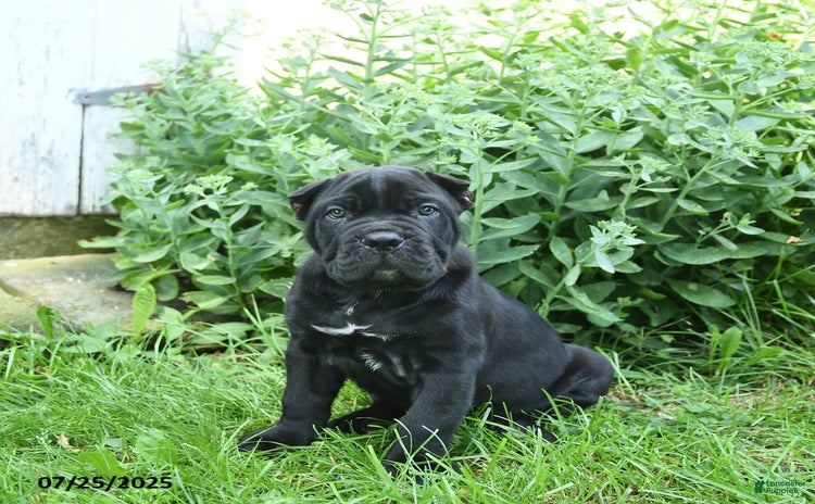 Cane Corso dogs for sale - Ad 1