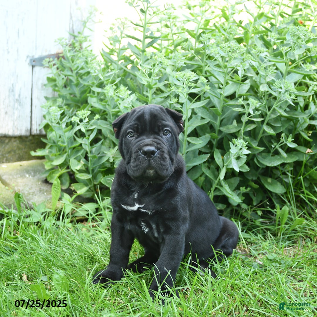 Cane Corso dogs for sale: Prince - Image 1
