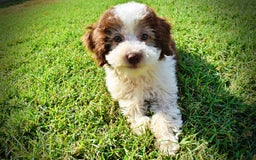 Havapoo dogs for sale: Hope - Image 10