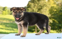German Shepherd dogs for sale: Mackenzie - Image 3
