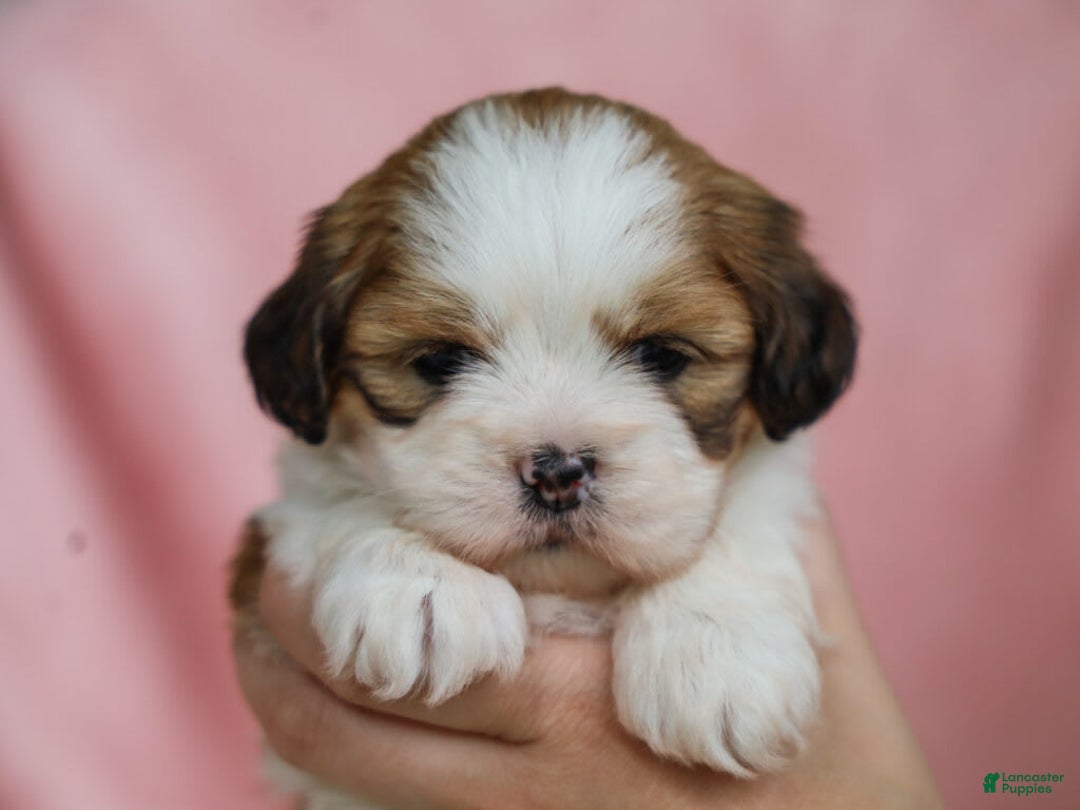 Lhasa Apso dogs for sale: Trixie - Image 2