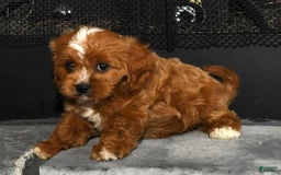 Cavapoo dogs for sale: Toby - Image 9