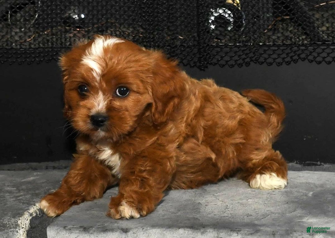 Cavapoo dogs for sale: Toby - Image 9