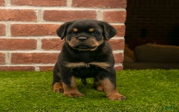 Rottweiler dogs for sale: Elliot - Image 8