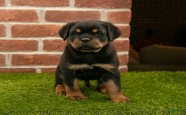 Rottweiler dogs - Advert 11
