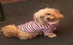 Shihpoo dogs for sale: Galaxy - Image 2