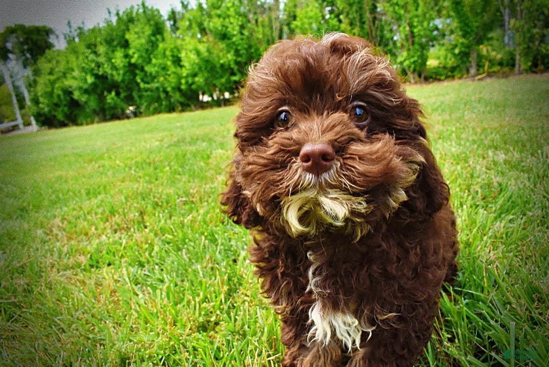 Havapoo dogs for sale: Tucker - Image 15