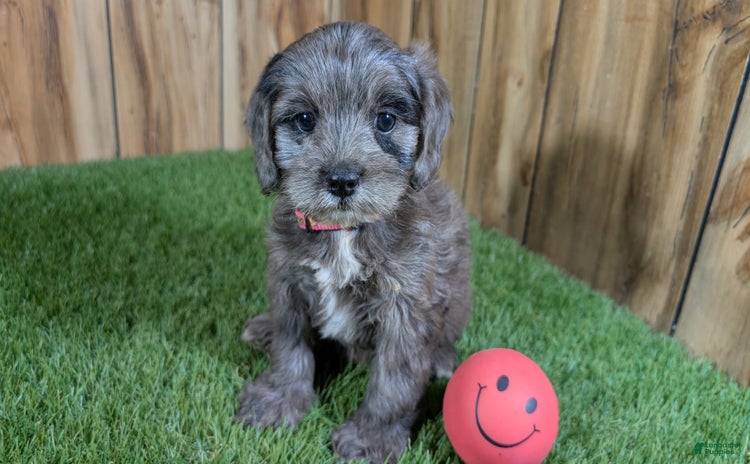 Cavapoo dogs for sale - Ad 5