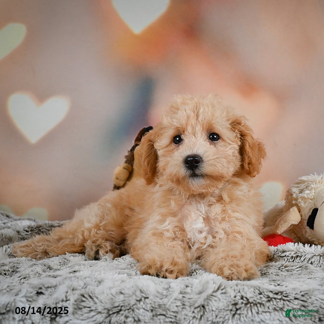 Bichpoo dogs for sale: Jenny - Image 3