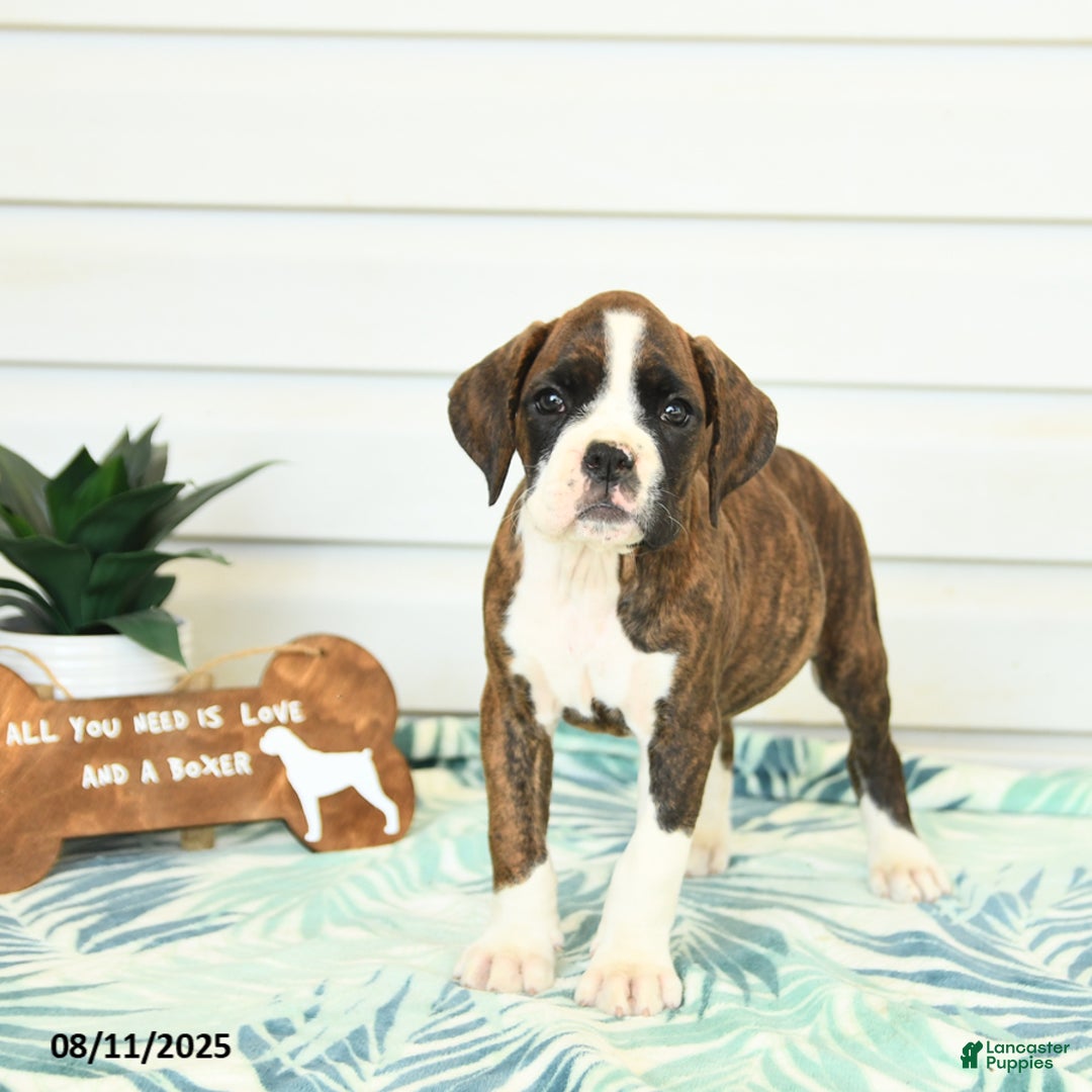 Boxer dogs for sale: Ruby - Image 1