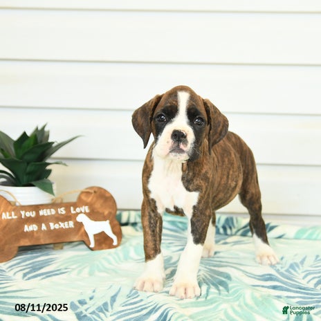 Boxer dogs for sale - Ad 1