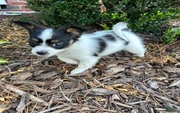 Papillon dogs for sale: Female Puppy 1 - Image 8