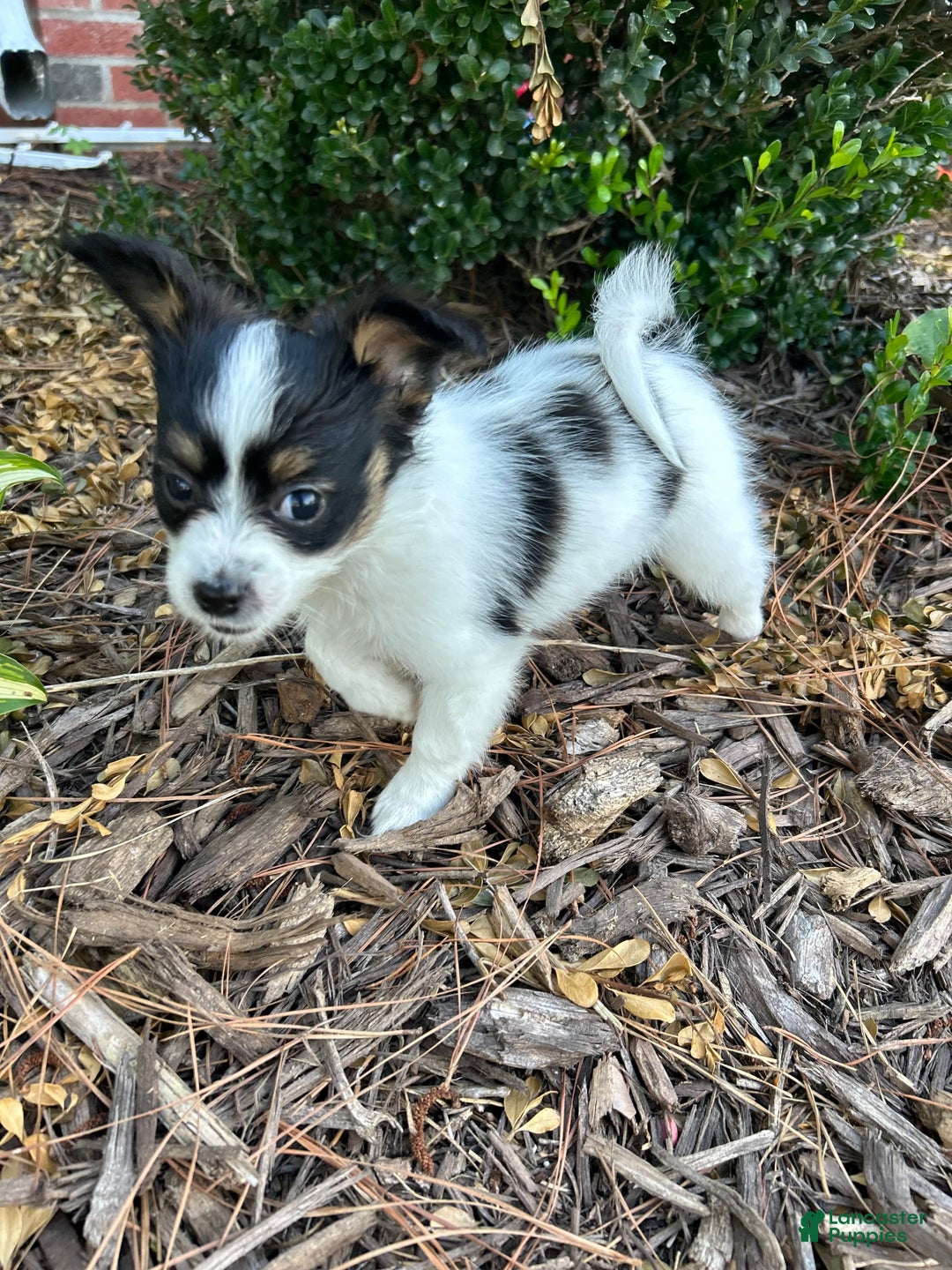 Papillon dogs for sale: Female Puppy 1 - Image 8