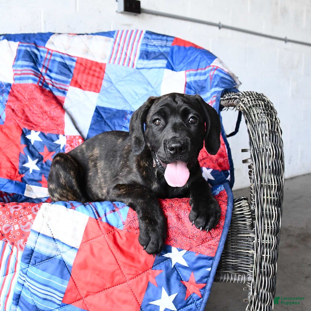 Cane Corso dogs for sale: Mia - Image 8