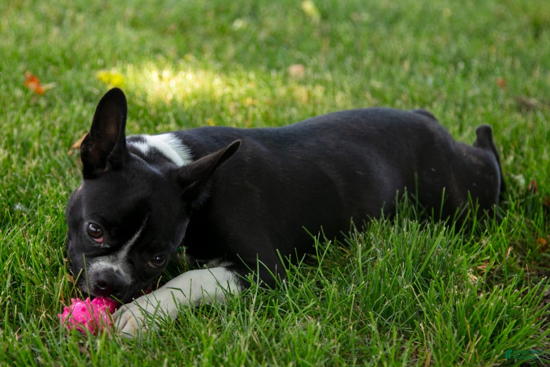 Boston Terrier dogs for sale: Zurich - Image 2