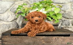 Cockapoo dogs for sale: Willow - Image 5