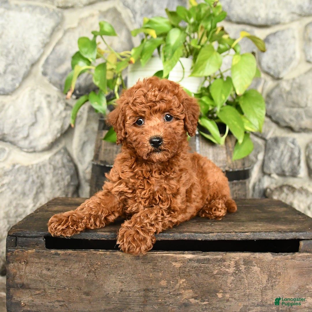 Cockapoo dogs for sale: Willow - Image 5