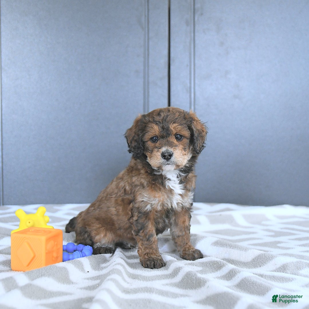 Mini Bernedoodle dogs for sale: Khloe - Image 1