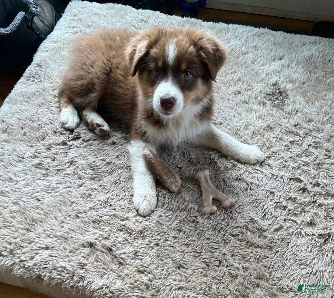 Australian Shepherd dogs for sale: Zoey - Image 5