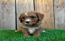 Cavapoo dogs for sale: Stella - Image 6