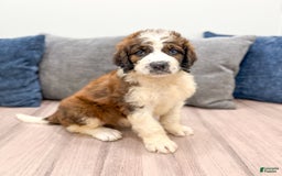 Saint Berdoodles dogs for sale: Juniper - Image 5