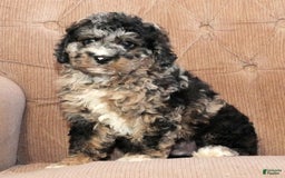 Cockapoo dogs for sale: Bo Jangles - Image 4