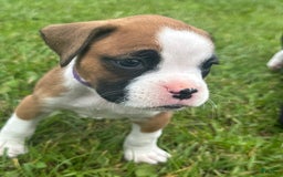 Boxer dogs for sale: Purple - Image 3