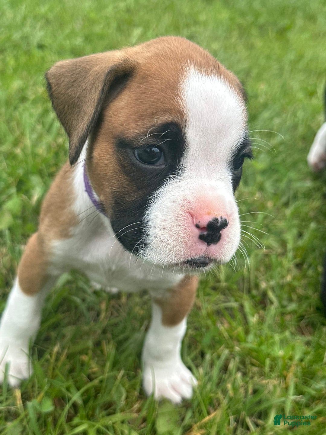 Boxer dogs for sale: Purple - Image 3