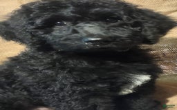 Goldendoodle dogs for sale: Mini Goldendoodle F1b2 - Image 3