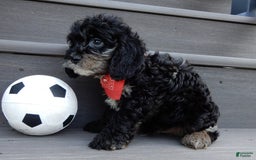 Cockapoo dogs for sale: Rocky - Image 3