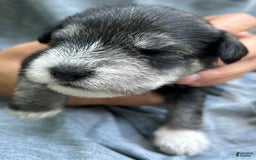 Miniature Schnauzer dogs for sale: Cooper - Image 11