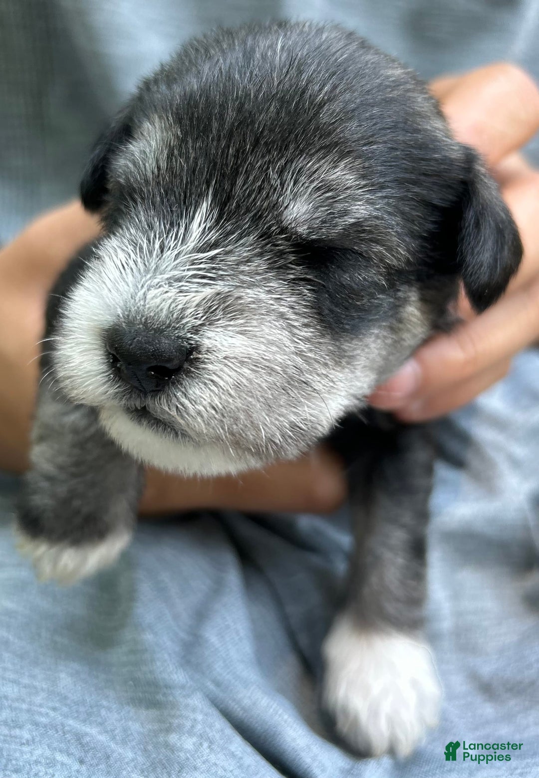 Miniature Schnauzer dogs for sale: Cooper - Image 11