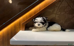 Morkie dogs for sale: Eileen - Image 5