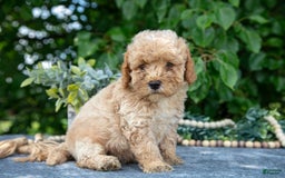 Miniature Poodle dogs for sale: Waffle - Image 2