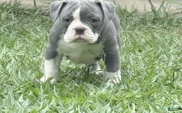 Olde English Bulldogge dogs for sale: Mack - Image 4