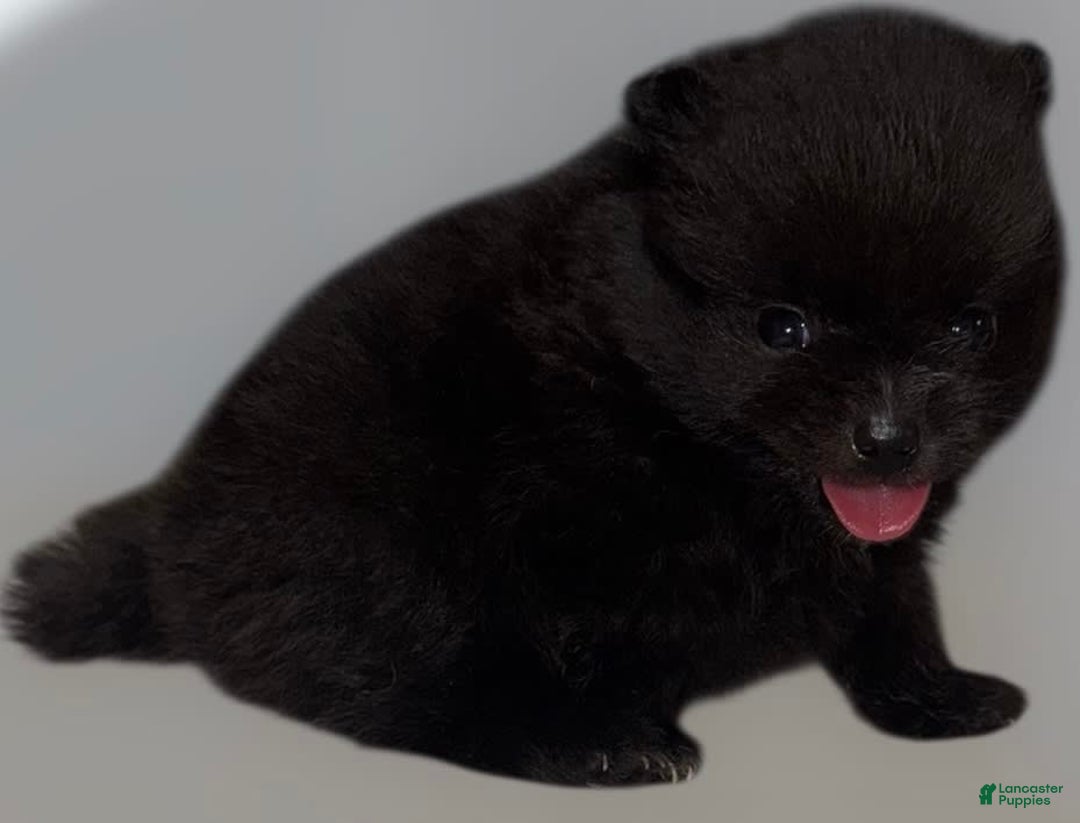 Pomeranian dogs for sale: Jet - Image 7