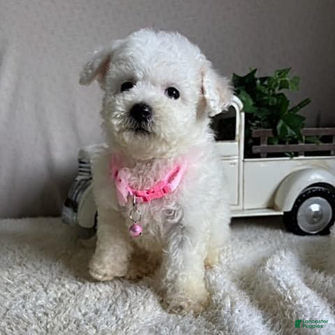 Bichpoo dogs for sale: Gigi - Image 6