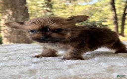 Yorkshire Terrier dogs for sale: Joey Chocolate - Image 1
