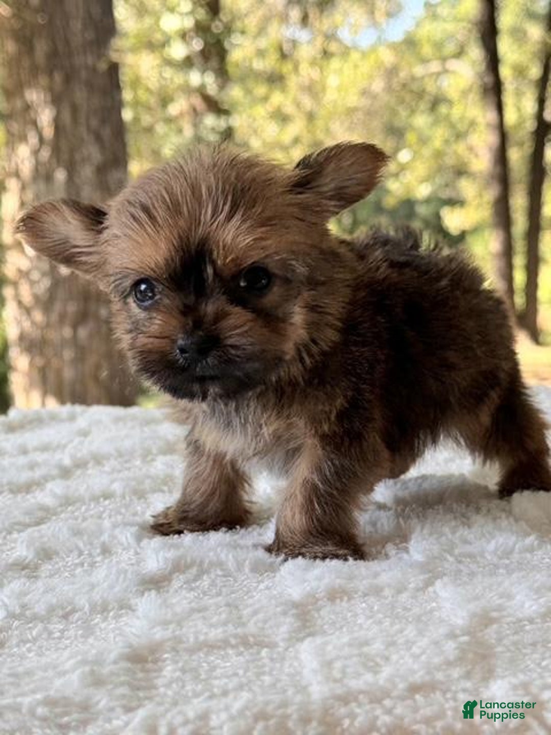 Yorkshire Terrier dogs for sale: Joey Chocolate - Image 1