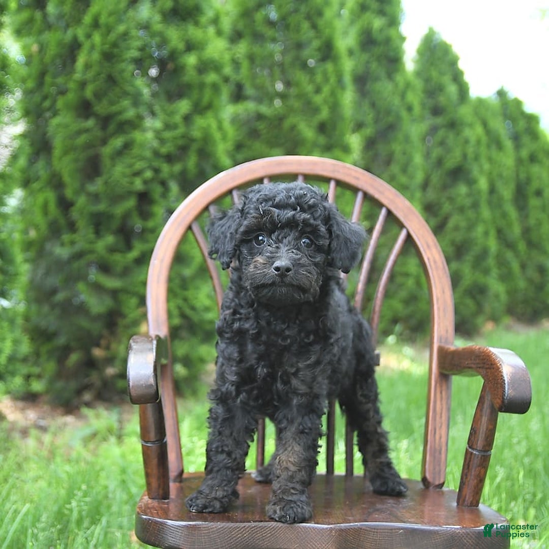 Miniature Poodle dogs for sale: Tia Extra Small - Image 9
