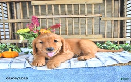 Golden Retriever dogs for sale: Golden Retriever 11 puppies - Image 49