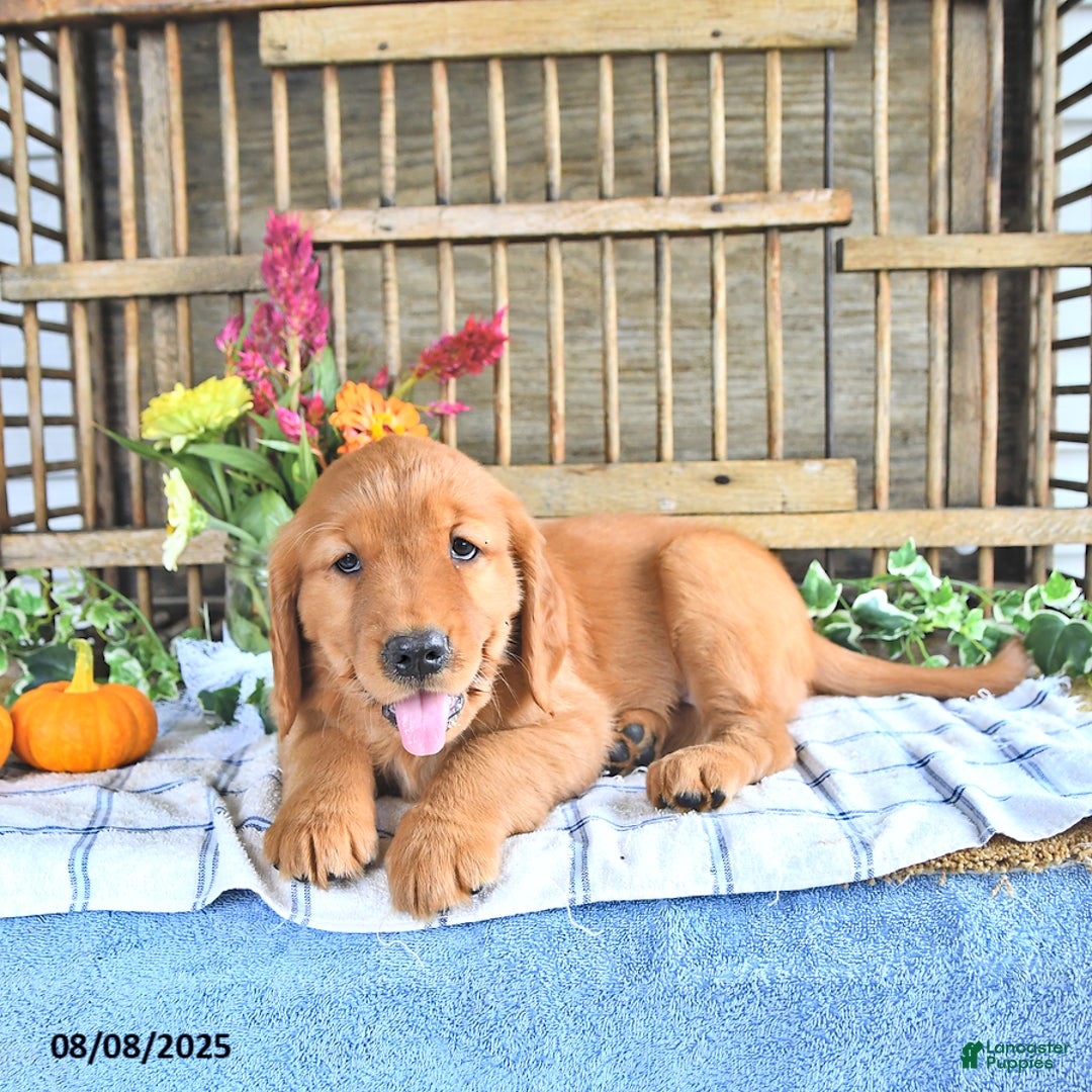 Golden Retriever dogs for sale: Golden Retriever 11 puppies - Image 49