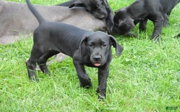 Great Dane dogs for sale: Onyx - Image 22