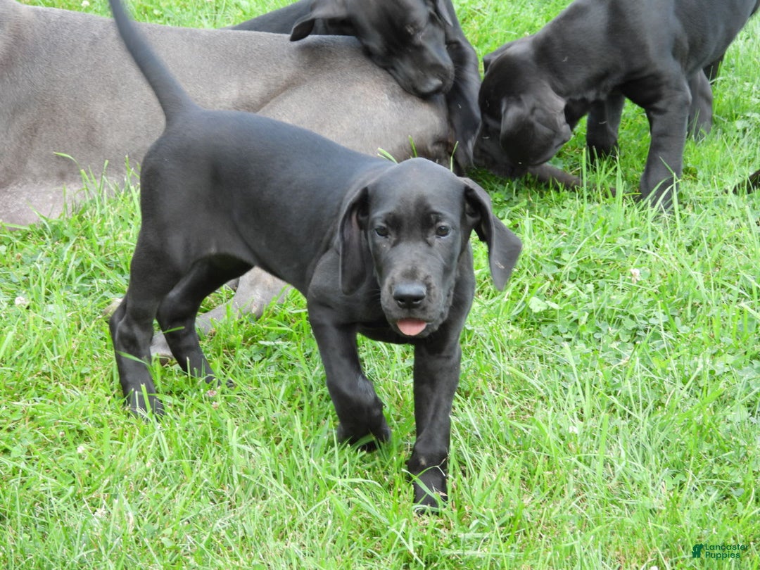 Great Dane dogs for sale: Onyx - Image 22
