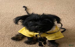 Miniature Schnauzer dogs for sale: Bear - Image 5