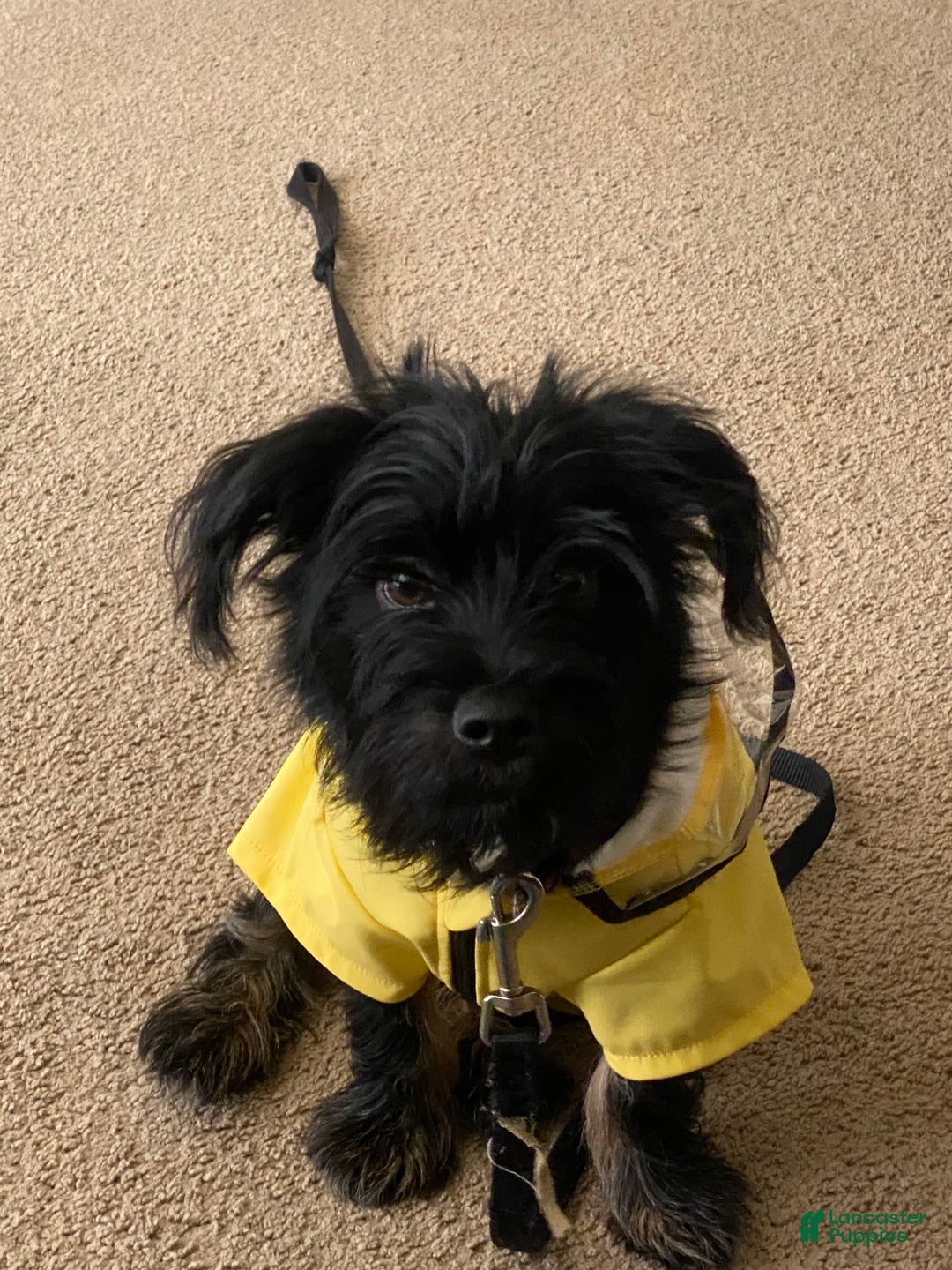 Miniature Schnauzer dogs for sale: Bear - Image 5